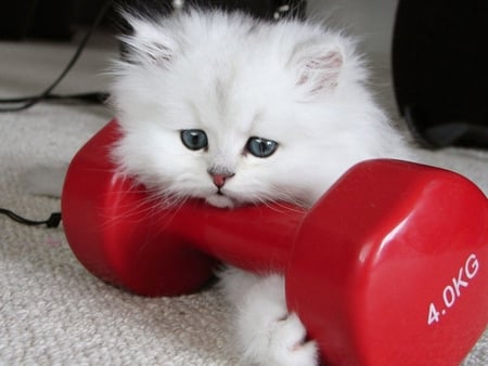 White kitten and weight - pet, weight, white, animal, kitten, feline, sweet, cat