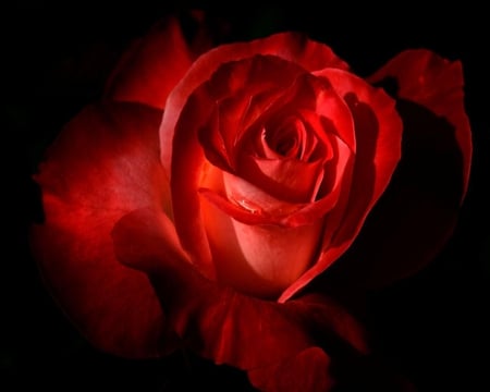 Dark Red Rose - red, flower, rose, black, dark, nature