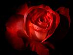 Dark Red Rose