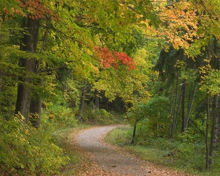 Road - trees, nature, autumn, road, dirt, colors, forest, leaves