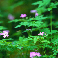 Forest Flowers