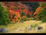 Logan Canyon Autumn