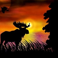 Moose at sunset