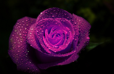 purple rain - purple, rain, water, wet, rose, flower, drops