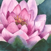 Pink Water Lily