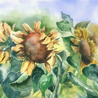 Sunflowers Waning