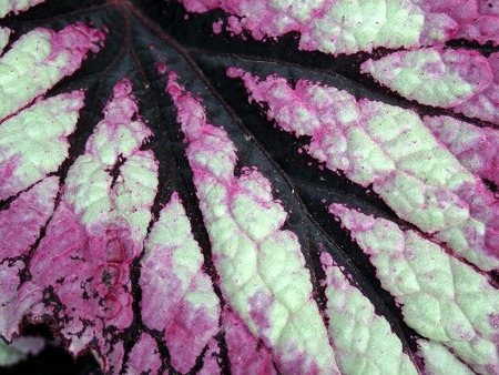 Purple leaf