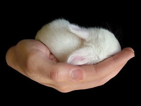 Little Pet - pet, white, picture, little, cool, in hand