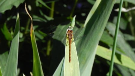 Orange Dragonfly - bug, nature, insect, dragonfly