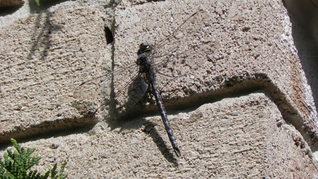 Orange Dragonfly - insect, bug, nature, dragonfly