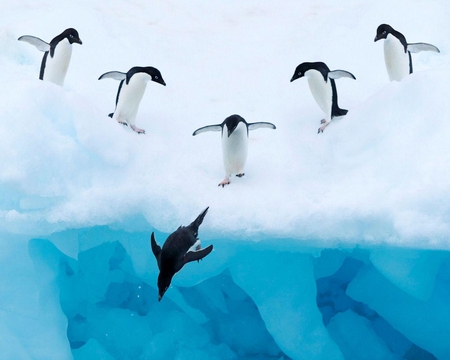 Jumping Adelie Penguins - animals, water, penguins, ice, birds, snow