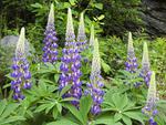 Lupines