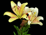 Lilies