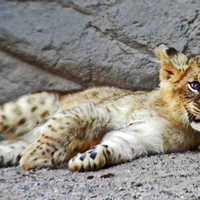 Tiger cub