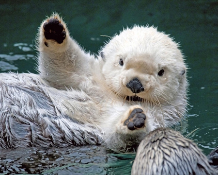 Sea Otter - river, fur, white, water, otter, animals