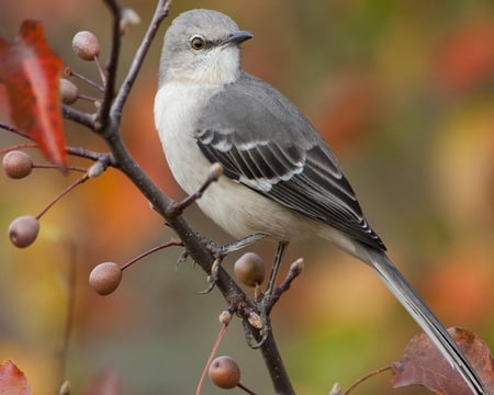 Northern Mockingbird - berries, bird, mockingbird, white, limb, gray, feathers