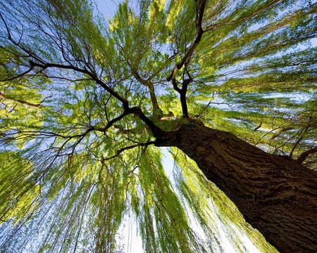 Looking Up - trees, limbs, leaves, sky