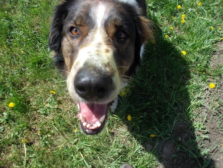 Cute happy dog - cute, dog, yard, happy