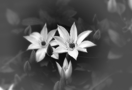 White Flowers - white, delicate, beautiful, flowers, abstract