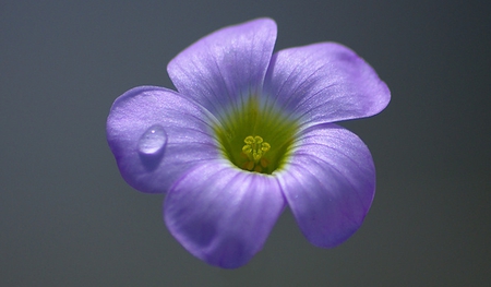 O lacrima.. - flowers, lacrima, nature, purple, tear