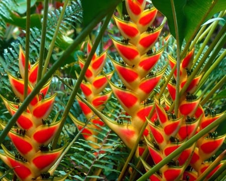 Heliconias St. Lucia - orange, flower, fern, green