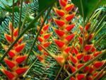 Heliconias St. Lucia