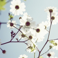 Daisies in the sunlight