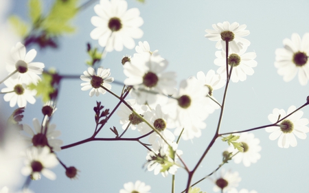 Daisies in the sunlight - heaven, sunlight, marguerite, summer, blue, daisy, flower, petals, daisies, bloom, white, nature, sun, sky