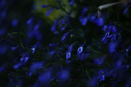 Blowin' In The Wind - flower, wind, beautiful, nature, blue