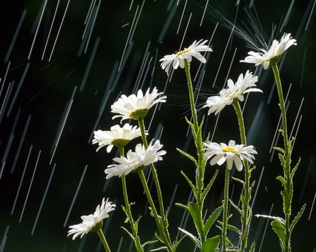 White Daisies in the Rain - white, flower, water, stem