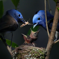 BLUE BIRD FAMILY