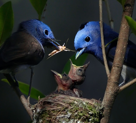 BLUE BIRD FAMILY - birds, nest, baby, blue