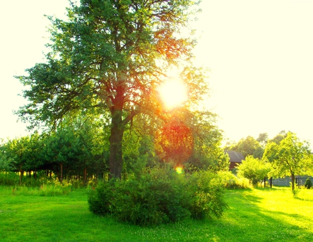 Tree - nature, tree, other, beautiful