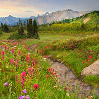 Wildflowers