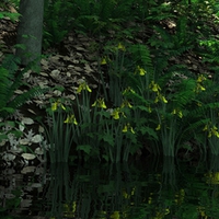 Pond in the Forestt