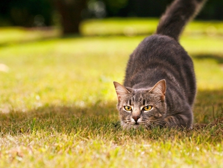 Exploring the world - animal, kitten, cat, sweet, feline, grass