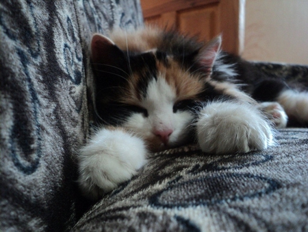 Cat sleeping - sleep, cat, animal, feline, sweet, kitten