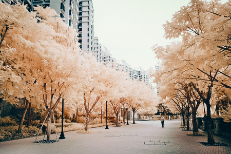 Pastel Street - street, landscape, trees, beautiful