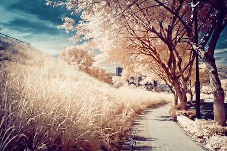 Soft Atmosphere - sky, street, trees, beautiful