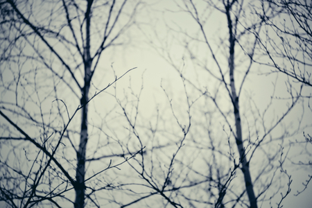 Winter - cold, trees, winter, sky