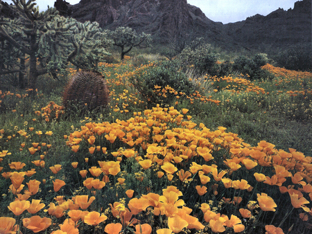 Golden California Poppies 1 - poppies, scenery, photography, landscape, photo, flowers, floral, cactus, mountians