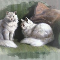 2 Persian Cats