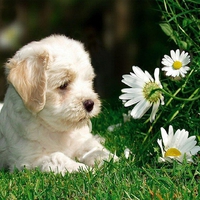 Sweet dog in garden