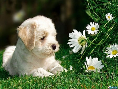 Sweet dog in garden - daisy, dog, grass, caniche, flower, margarita, sweet, animal, garden, puppy