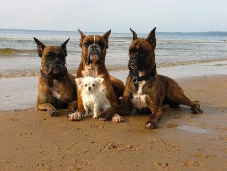 Dogs in beach - animal, beach, sweet, puppy, dog