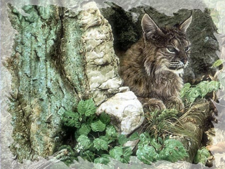 Nestled In - Lynx - wildlife, mullane, rocks, lynx, john mullane, painting, art, forest, artwork, animal