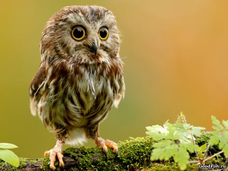 The sweetest bird!!!! - owl, bird, cute, nice, baby, sweet