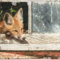 Room With A View - Fox F2