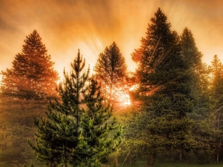 Pretty sunset forest - sunset, anture, pine, forest, tree