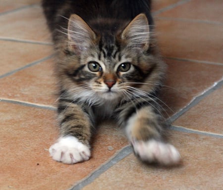 Morning Stretch - morning, photography, cat, stretch